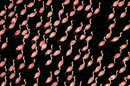 Flamingo de trandafir de țară (28 text de fotografie)