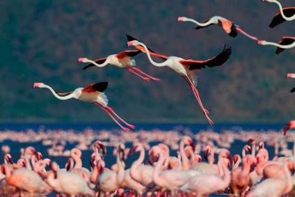 Flamingo de trandafir de țară (28 text de fotografie)