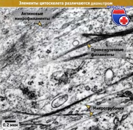 Structura și funcțiile filamentelor intermediare