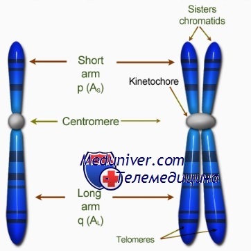 Structura cromozomilor cromatinei, centromerei, telomerului