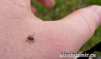 Taiga kullancs (az élet a tajga kullancs) tajga kullancs
