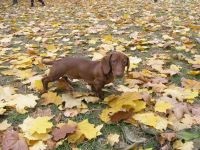 Dachshund taxă de formare expoziție a fotografiei, care arată ratele de expoziție catelusii cățeluși, evaluarea descrierii expoziției