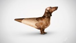 Dachshund taxă de formare expoziție a fotografiei, care arată ratele de expoziție catelusii cățeluși, evaluarea descrierii expoziției