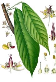 Theobroma cacao este