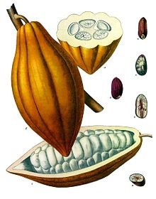 Theobroma cacao este