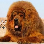 Tibetan mastiff - paznicul legendar al munților tibetani, secretele de îngrijire la domiciliu