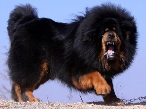 Tibetan mastiff - paznicul legendar al munților tibetani, secretele de îngrijire la domiciliu