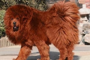 Tibetan mastiff - paznicul legendar al munților tibetani, secretele de îngrijire la domiciliu