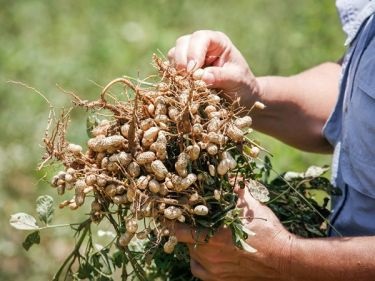 Uită-te la cine a transformat dasha excentrică a buchinei după plastic