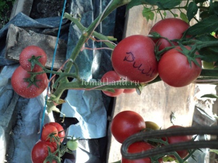 Tomate dimerosa comentarii, fotografie, randament