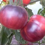 Tomato - un centru de grădină din Togliatti