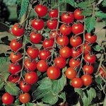 Tomato - un centru de grădină din Togliatti