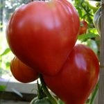 Tomato - un centru de grădină din Togliatti