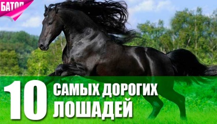Top 10 legdrágább ló (fotó, ár, leírás)