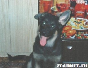 Urechi de câine, zoomorph