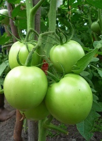 Accelerarea maturării tomatelor