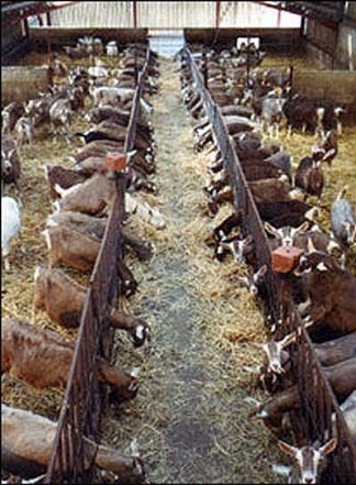 Pat de capră în Franța și Elveția, portalul principal al fermei - totul despre afaceri în