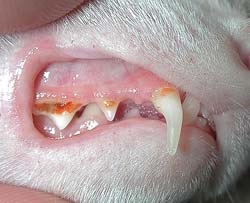 Îngrijire pentru dinți de dihori - un oraș de ferturi - dihori și alte cunies