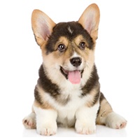 Welsh Corgi cainii de sanie si elfii reginei, dogmall - catelusii sunt vaccinati cu documente ale RKF