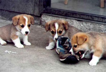 Welsh Corgi Pembroke