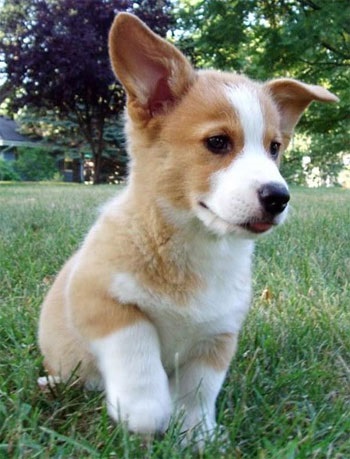 Welsh Corgi Pembroke