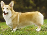 Welsh Corgi Pembroke