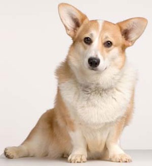 Welsh Corgi Pembroke