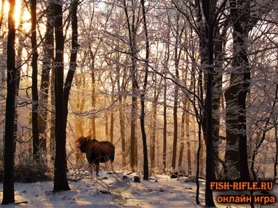 Primăvara Hare Hunt