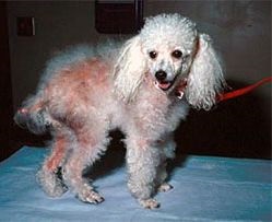 Căderea părului la câini - cauze și tratament