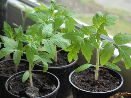 Ние растем домати за здраве в оранжерия и открито поле правилно