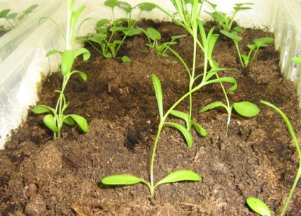 Cultivarea cuib de shabo în sol deschis și la tăiere
