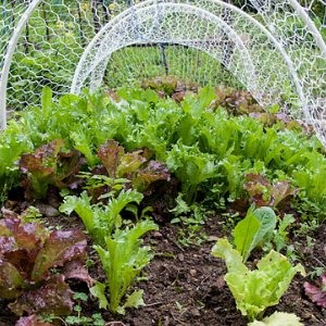 Creșterea unei salate - o grădină fără griji