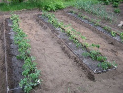 Cultivarea tomatelor pe paturi înguste