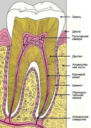 Grow új fogak követői rodobozhiya