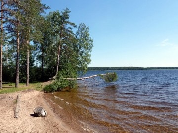 Lacul Vysokino, toate lacurile din regiunea Leningrad și speciile de pește care le locuiesc