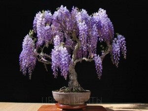 Wisteria sau wisteria, flori de vis