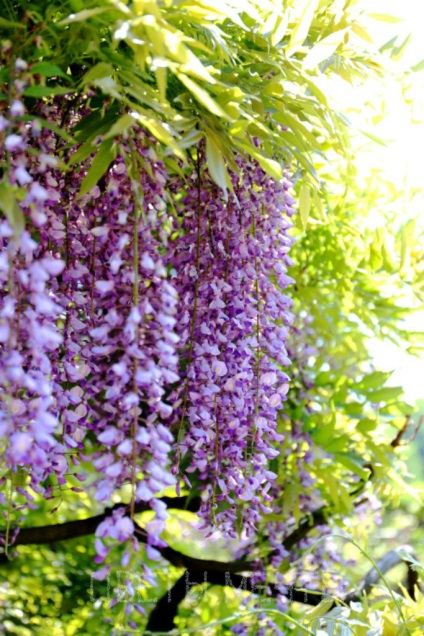 Wisteria vagy Wisteria, virágok álom