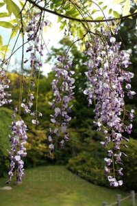 Wisteria sau wisteria, flori de vis