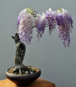 Wisteria sau wisteria, flori de vis