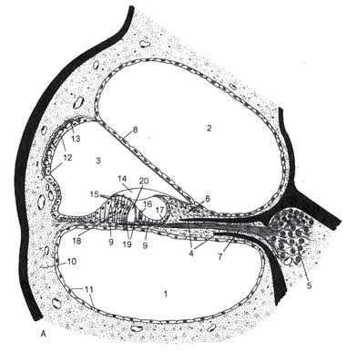 Urechea interioară - stadopedia