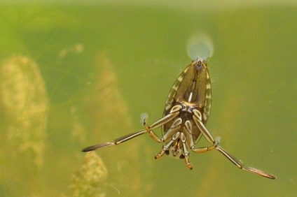 Descrierea bug-urilor de apă, habitat, pericol pentru oameni, fapte interesante, fotografie