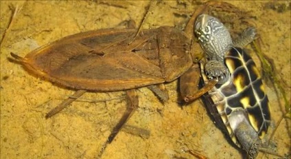 Descrierea bug-urilor de apă, habitat, pericol pentru oameni, fapte interesante, fotografie