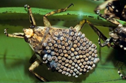 Descrierea bug-urilor de apă, habitat, pericol pentru oameni, fapte interesante, fotografie