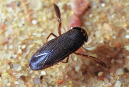 Descrierea bug-urilor de apă, habitat, pericol pentru oameni, fapte interesante, fotografie