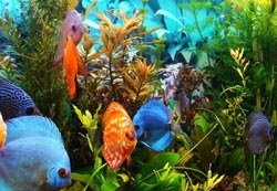Ház - aktívszenes akvárium - hogyan kell alkalmazni a és izpolzovat