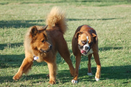 Totul despre caini si pisici din rasa si articole interesante, pentru animale