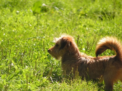 Totul despre caini si pisici din rasa si articole interesante, pentru animale