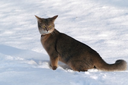 Totul despre caini si pisici din rasa si articole interesante, pentru animale