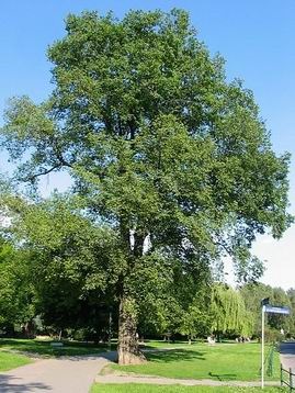 Elm (elm, karagach), sculptură pe lemn, os și piatră