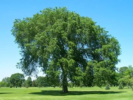 Elm - culoare, fotografie, textura, proprietăți, aplicații